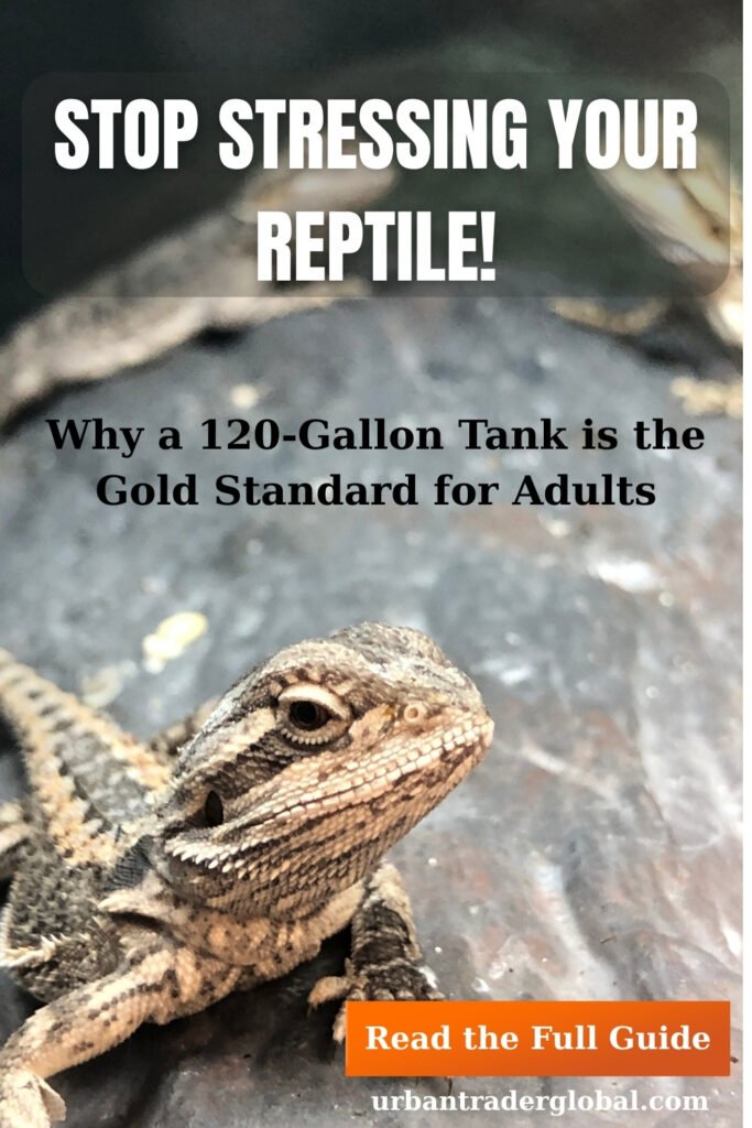 stop stressing your reptile!